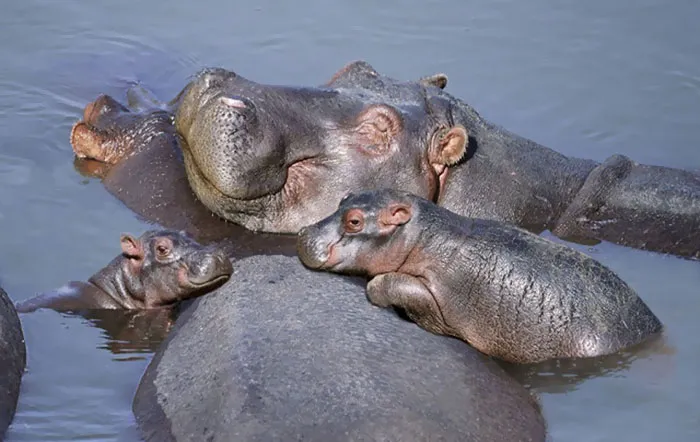 53 Baby Hippos That Will Make Everything Better