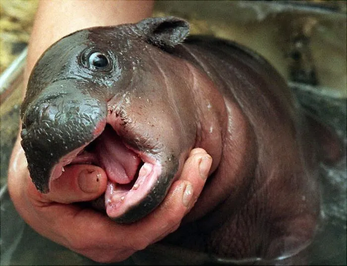 53 Baby Hippos That Will Make Everything Better