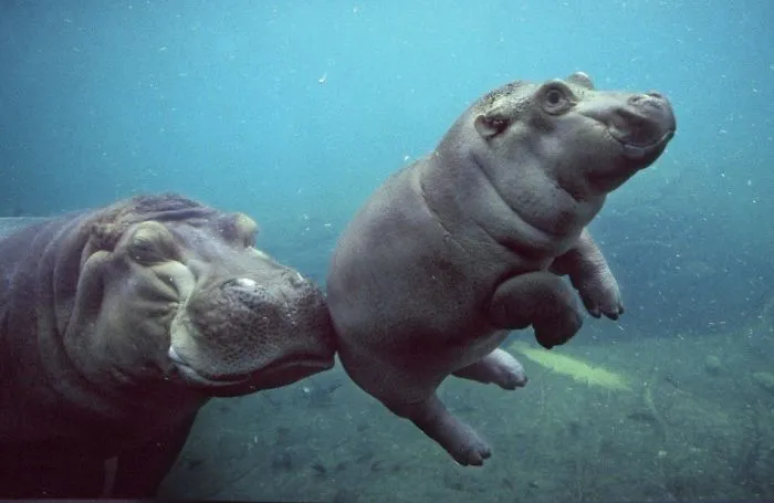 53 Baby Hippos That Will Make Everything Better