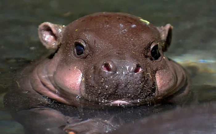 53 Baby Hippos That Will Make Everything Better