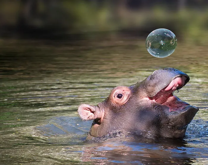 53 Baby Hippos That Will Make Everything Better