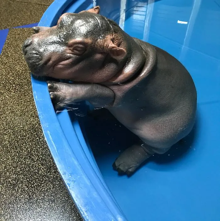 53 Baby Hippos That Will Make Everything Better