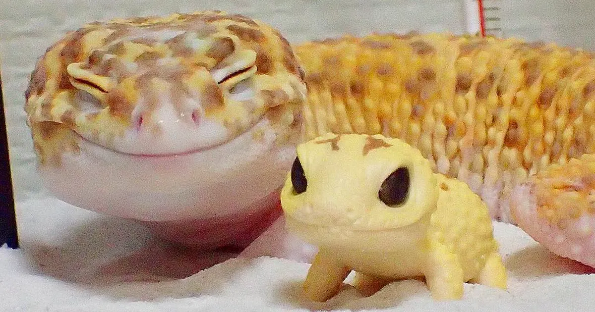Este geco es feliz con su miniyo de juguete, sus fotos te sacarán una sonrisa