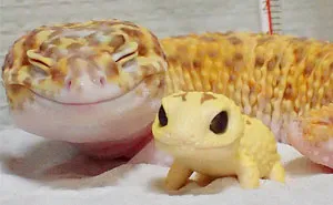 This Gecko Can't Stop Smiling When He's Around His Toy Gecko, And Their Pics Will Make Your Day