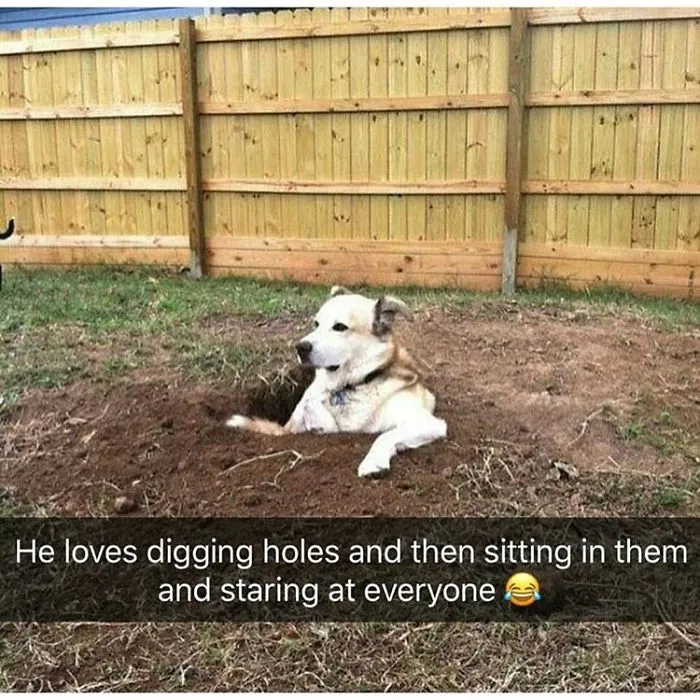 Dog Memes