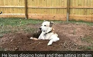 50 Of The Happiest Dog Memes Ever That Will Make You Smile From Ear To Ear