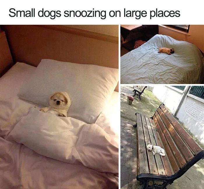 Dog Memes