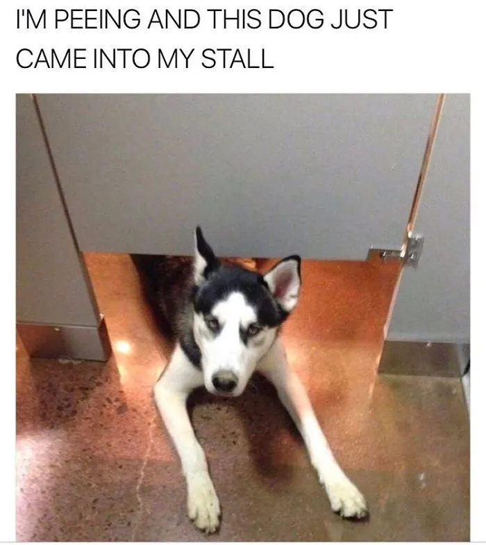 Dog Memes