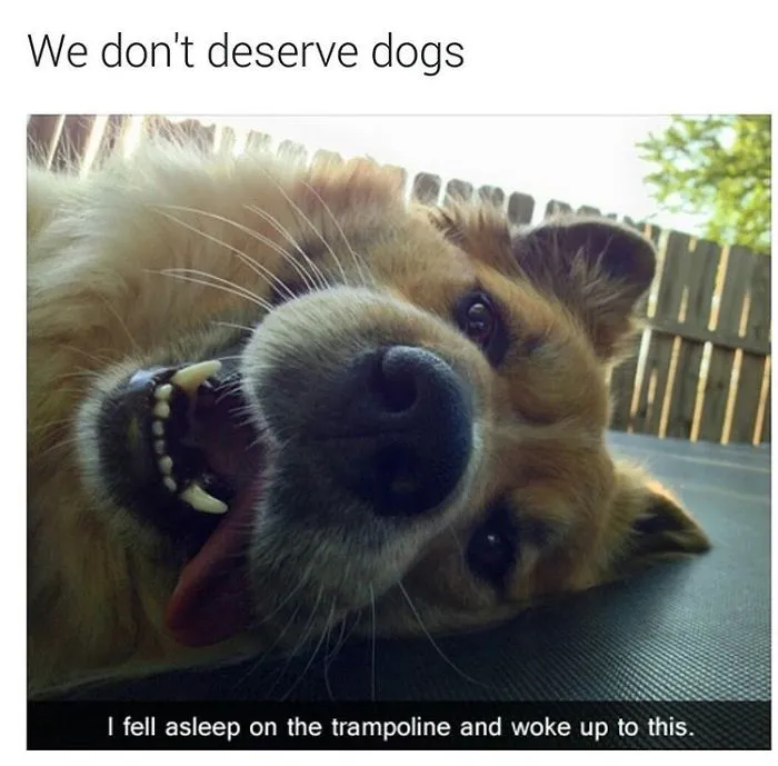 Dog Memes