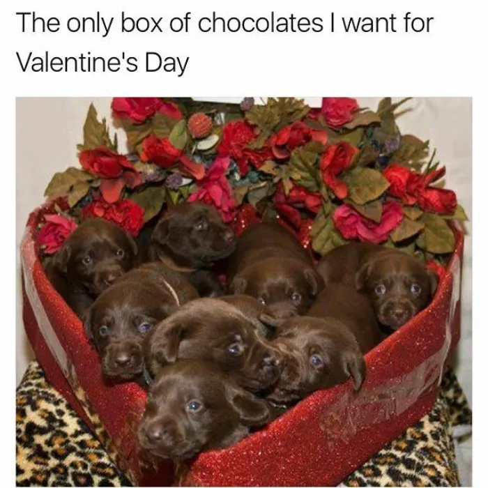 Dog Memes