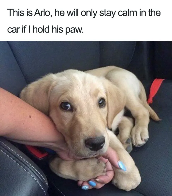Dog Memes