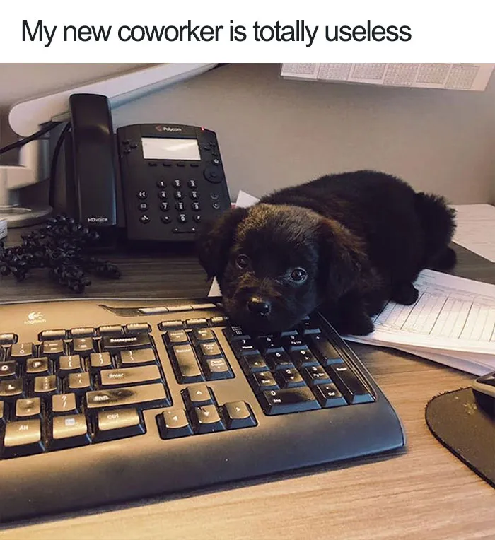 Dog Memes