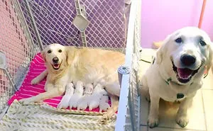 50 Of The Happiest Dog Memes Ever That Will Make You Smile From Ear To Ear