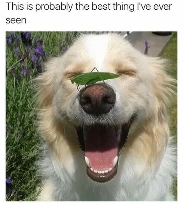 Happiest Pooch