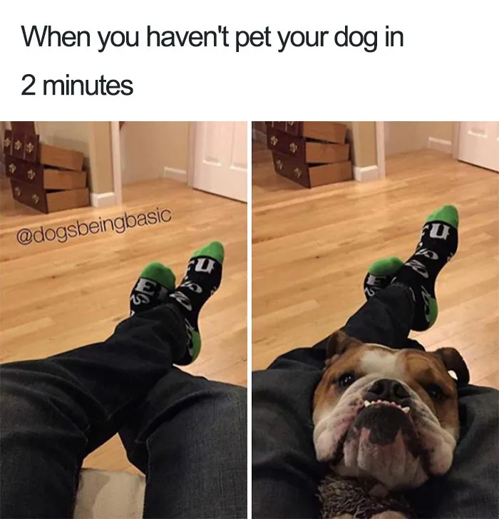 Need Pets Now