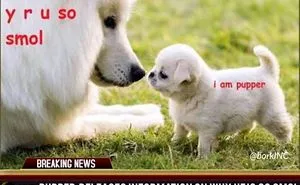 50 Of The Happiest Dog Memes Ever That Will Make You Smile From Ear To Ear