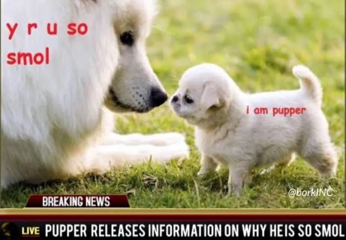 Dog Memes