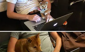 50 Of The Happiest Dog Memes Ever That Will Make You Smile From Ear To Ear