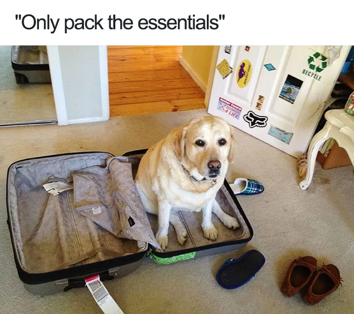 Dog Memes
