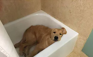 50 Of The Happiest Dog Memes Ever That Will Make You Smile From Ear To Ear