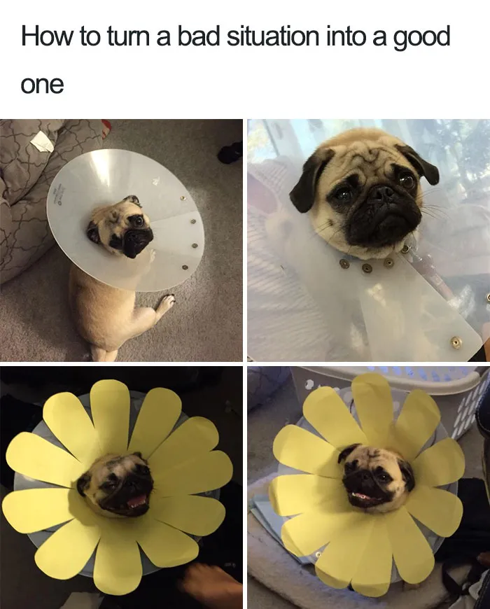 Dog Memes