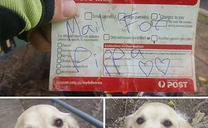 50 Of The Happiest Dog Memes Ever That Will Make You Smile From Ear To Ear