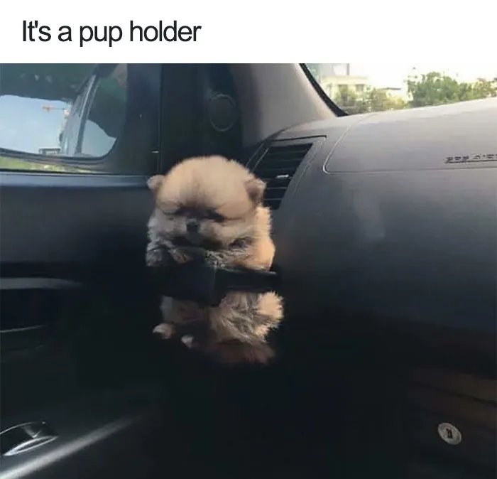 Dog Memes