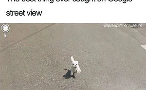 50 Of The Happiest Dog Memes Ever That Will Make You Smile From Ear To Ear