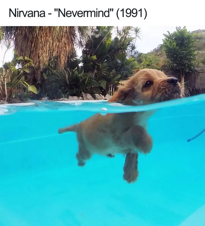 Dog Memes
