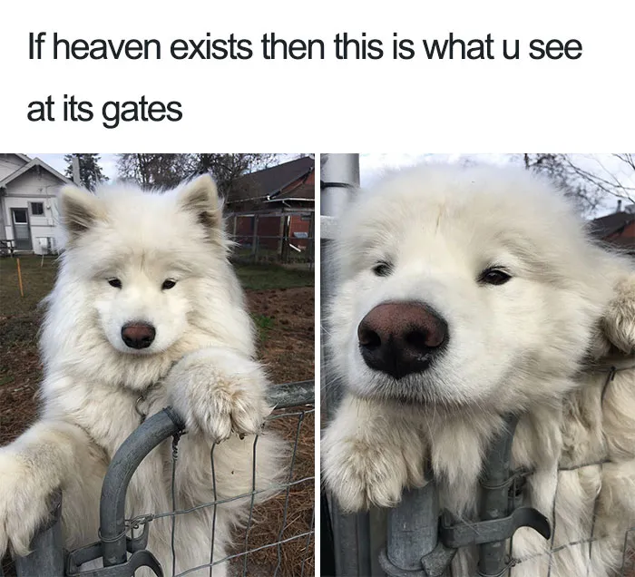 Fluffy Cloud With Ears