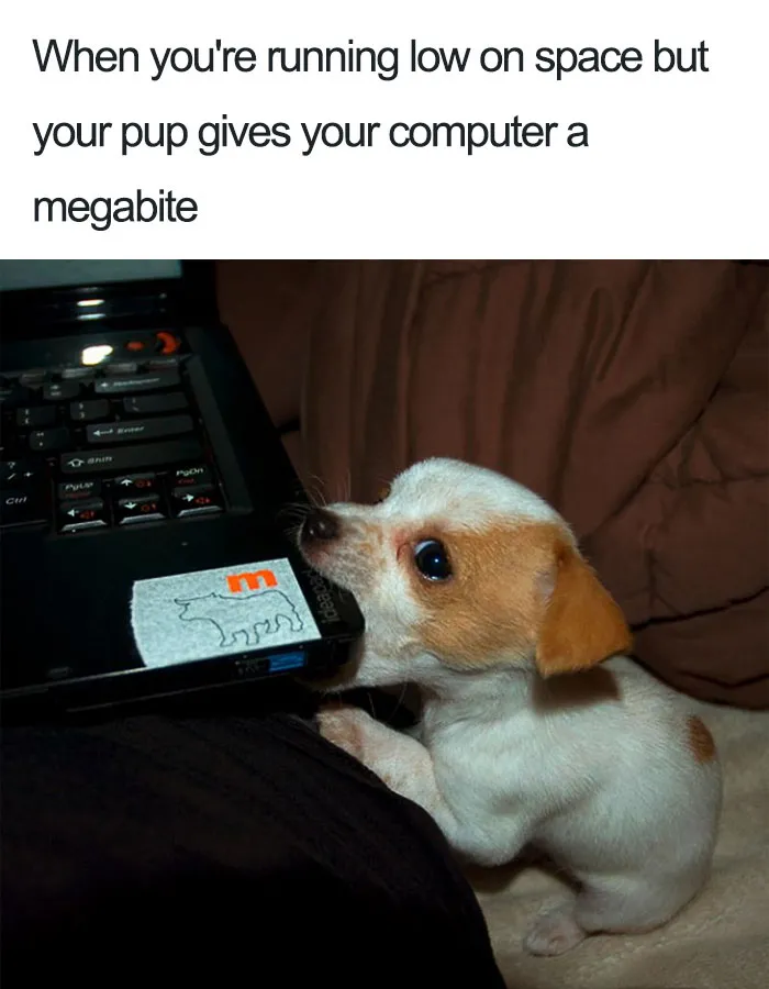 Dog Memes