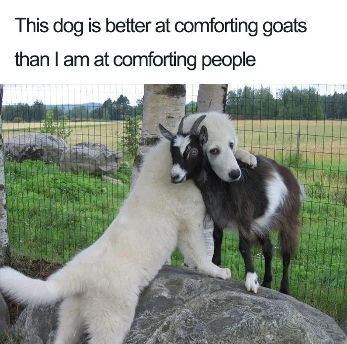 The Most Caring Dog