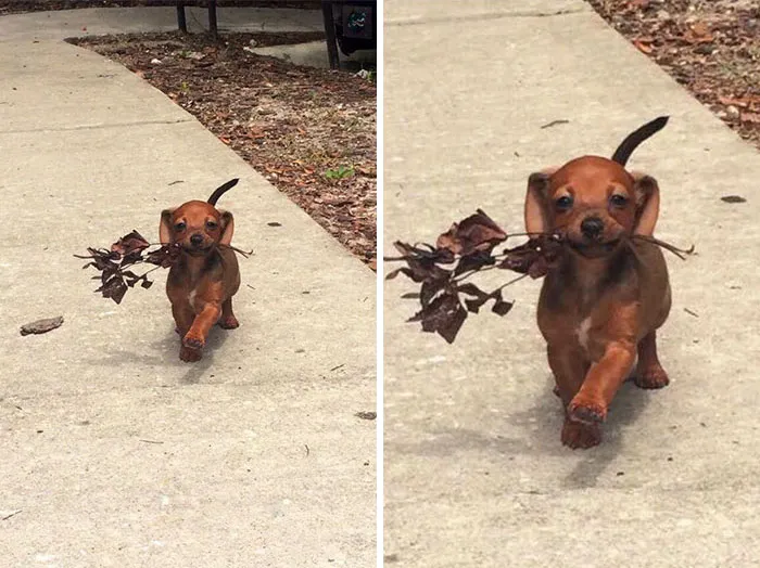 50 Of The Happiest Dog Memes Ever That Will Make You Smile From Ear To Ear