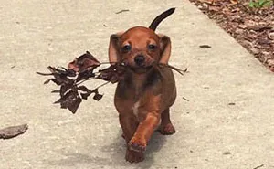 50 Of The Happiest Dog Memes Ever That Will Make You Smile From Ear To Ear