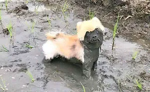 249 Reasons You Should Never Let Your Dog Play In The Mud