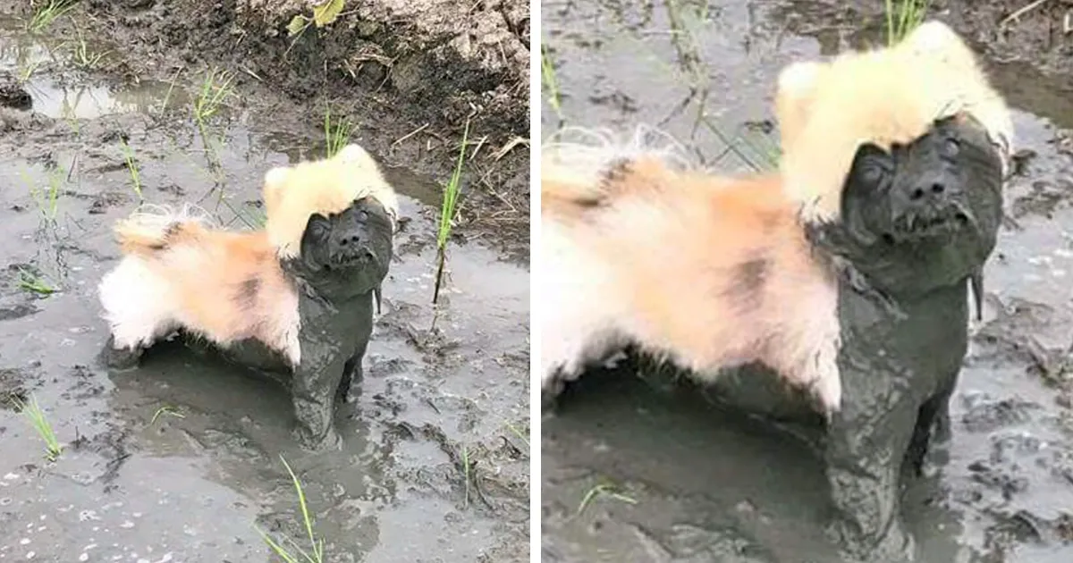 10+ Razones por las que no deberías dejar a tus perros jugar en el barro