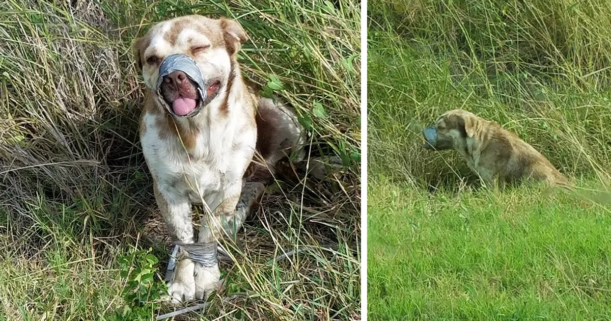 Este perro fue abandonado con el morro y las patas atadas con cinta adhesiva, fue rescatado por fontaneros