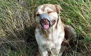 Dog Left To Die With A Taped Mouth And Legs Can't Stop Wiggling His Tail After Being Rescued By Plumbers