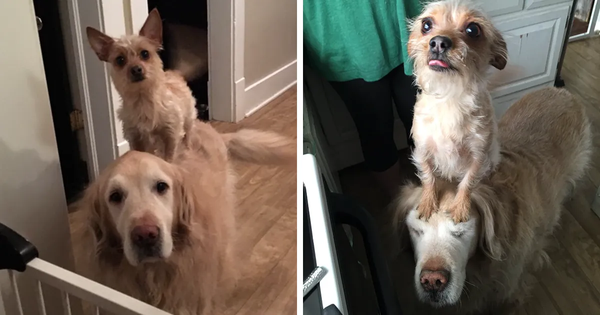Este perro pequeño usa a su hermano mayor para todo y se convierten en una sensación en internet