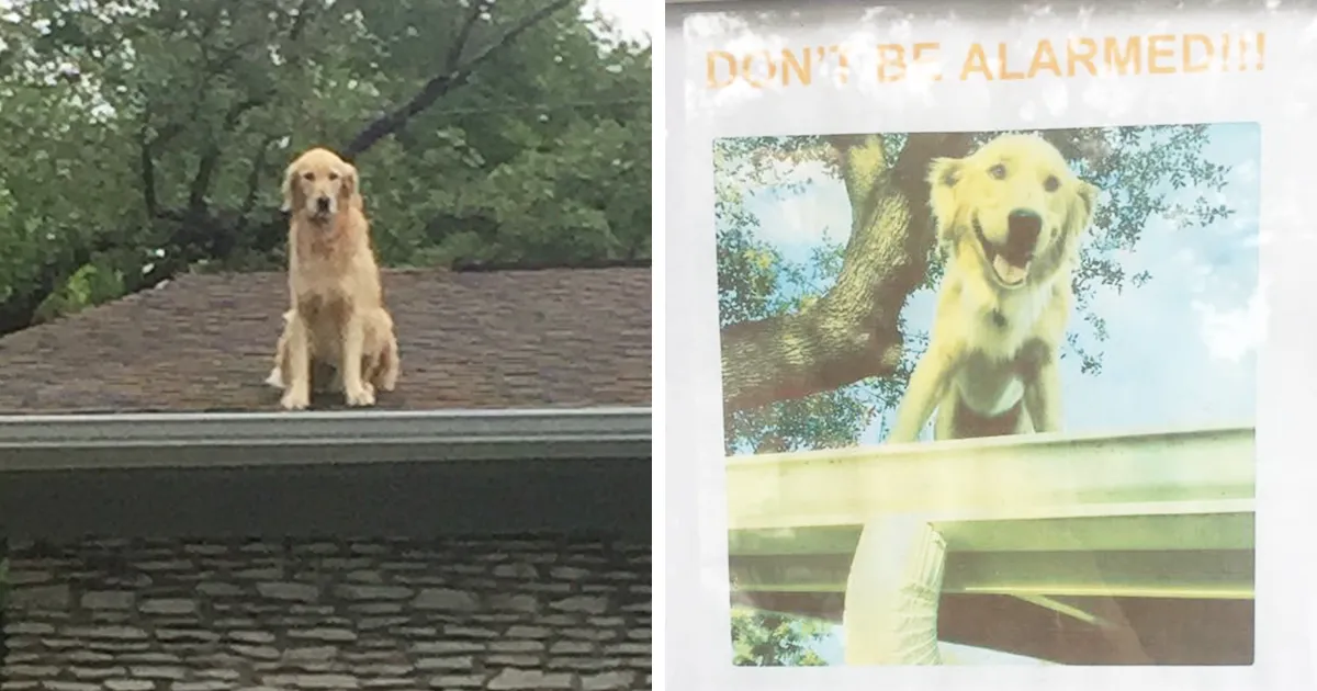 Esta familia hizo un cartel para explicar por qué su perro está en el tejado, y se convierte en la sensación de internet