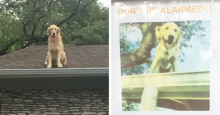 Family Makes Sign To Explain Why Their Dog Is On The Roof, And It Becomes An Internet Sensation
