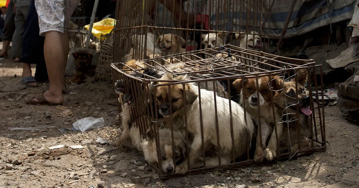Finalmente se ha prohibido la carne de perro en el Festival Yulin en China