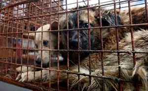 Dog Meat Is Finally Banned From Yulin Festival In China