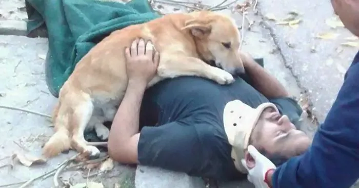This Dog Refused To Leave His Owner Who Got Injured And Lost Consciousness After A Fall
