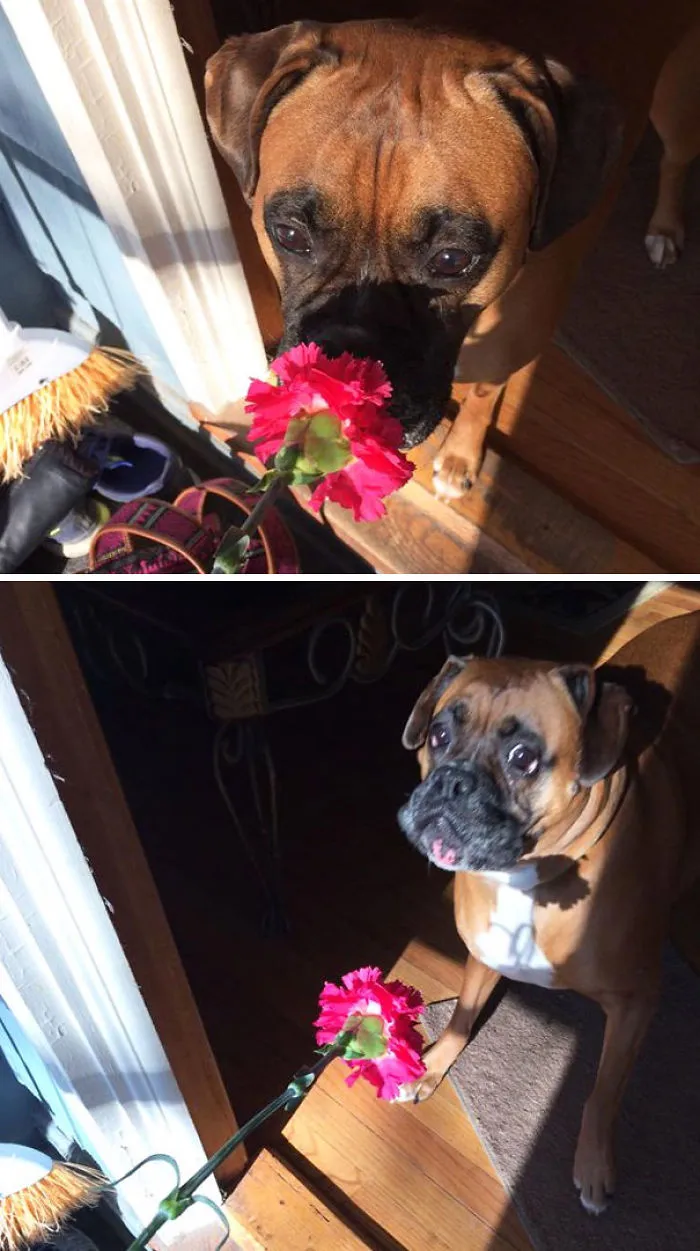 My Dog Getting Scared By A Flower