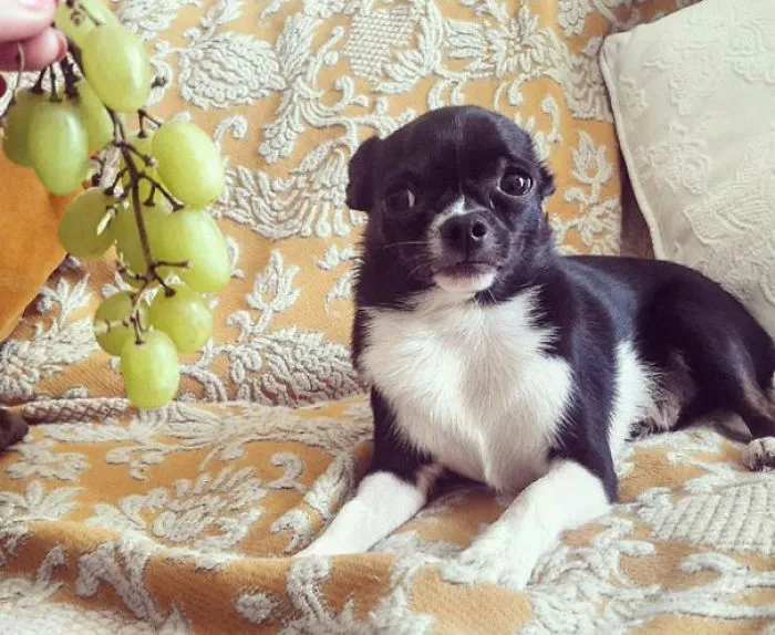 My Dog Is Scared Of Grapes. This Face Man