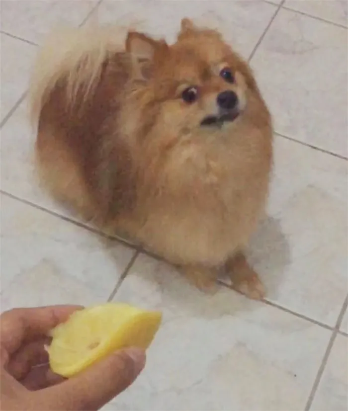 My Dog Hates Lemons So Much Im Screaming