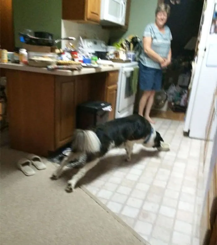 My Dog Is Scared Of The Kitchen Floor