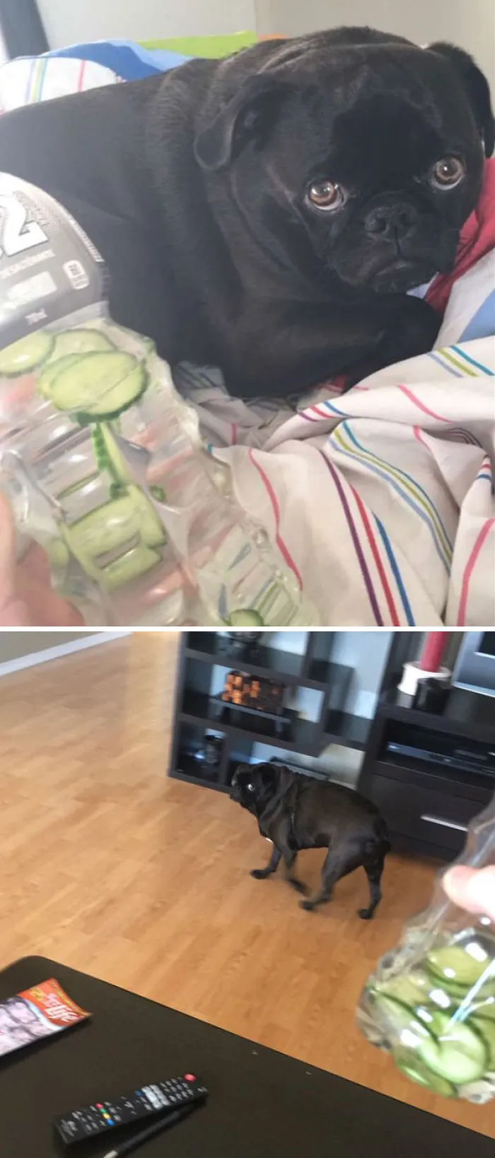 My Dog Is Scared Of Cucumber Water This Is Ridiculous