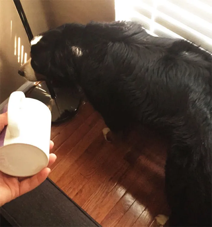 My Dog Is Scared Of Cups